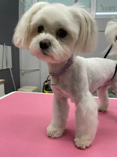 Cztery Łapy - psi fryzjer, salon pielęgnacji psów